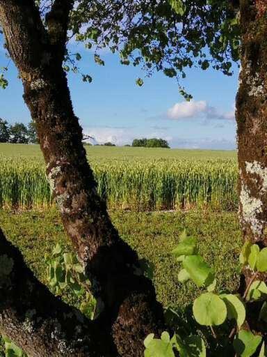 Les Cypres De Crose I Βίλα Badefols-sur-Dordogne Εξωτερικό φωτογραφία